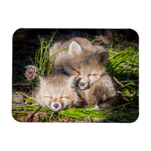 Íman Cutest Baby Animals Baby Red Fox Kits Sleeping