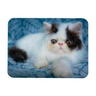 Íman Cutest Baby Animals Black & White Kitten