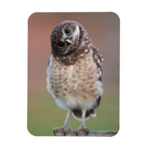 Íman Cutest Baby Animals   Burrowing Owl Owlet