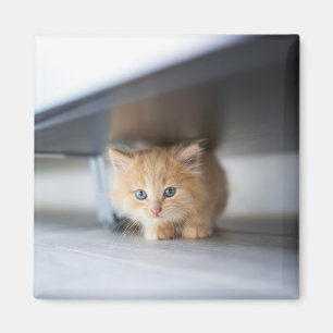 Íman Cutest Baby Animals Fluffy Orange Kitten
