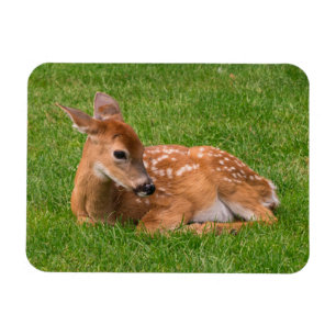 Íman Cutest Baby Animals   Little Fawn