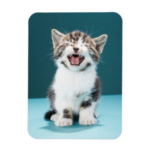 Íman Cutest Baby Animals   Meowing Baby Kitten