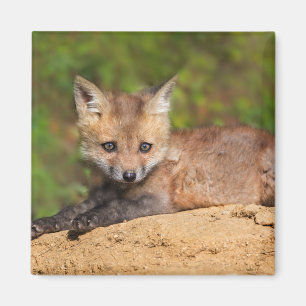 Íman Cutest Baby Animals Red Fox Pup