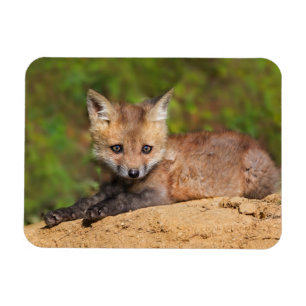 Íman Cutest Baby Animals Red Fox Pup