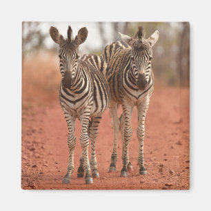 Íman Cutest Baby Animals Two Young Zebras