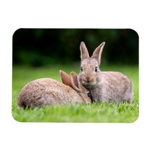 Íman Cutest Baby Animals Wild Bunny Rabbits