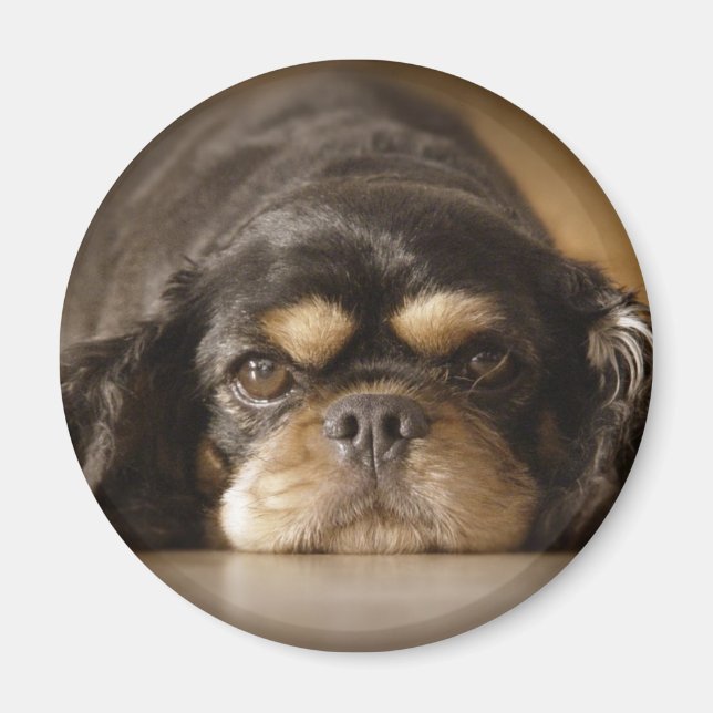 Íman Cutie Cav! (Frente)