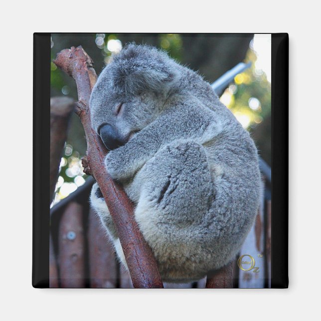 Íman Cutie Pie Koala (Frente)