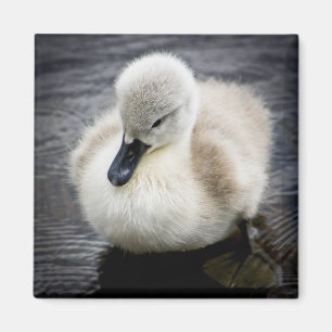 Íman Cygnet da cisne   do bebê
