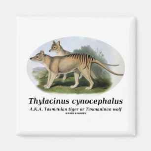Íman Cynocephalus do Thylacinus (tigre ou lobo