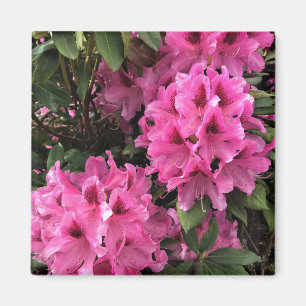 Íman Cynthia Rhododendrons, Oregon