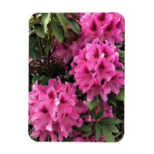 Íman Cynthia Rhododendrons, Oregon