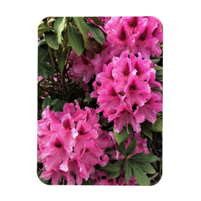 Íman Cynthia Rhododendrons, Oregon (Vertical)