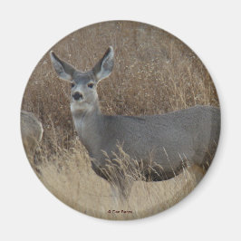 Íman D14 Mule Deer Doe