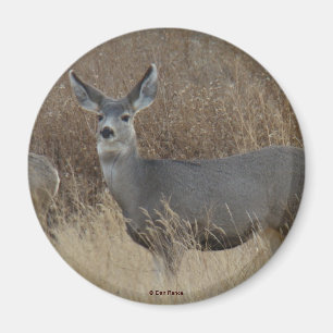 Íman D14 Mule Deer Doe
