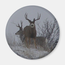 Íman D21c Mule Deer Bucks