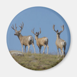 Íman D9 Mule Deer Bucks em Velvet