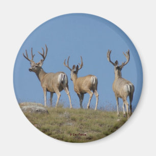 Íman D9 Mule Deer Bucks em Velvet