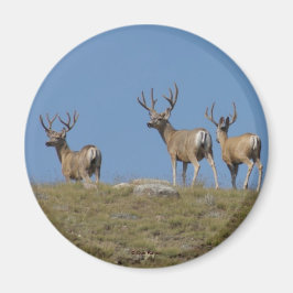 Íman D9 Mule Deer Bucks em Velvet