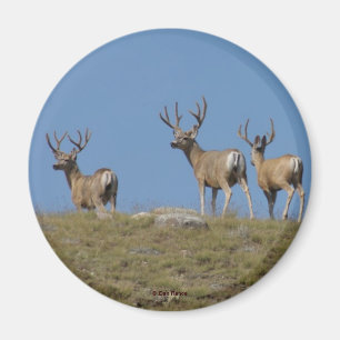 Íman D9 Mule Deer Bucks em Velvet