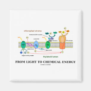 Íman Da luz à energia química (fotossíntese)