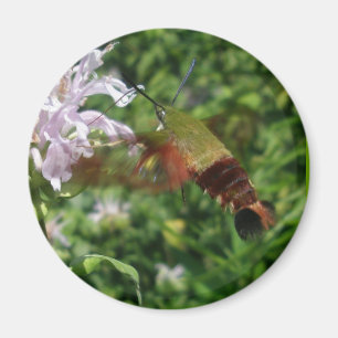 Íman Da traça clara da asa do colibri artigos de