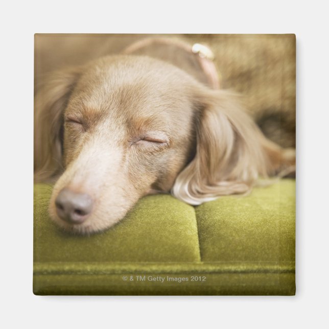Íman Dachshund (Frente)