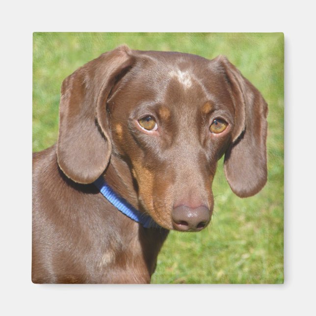 Íman Dachshund (Frente)