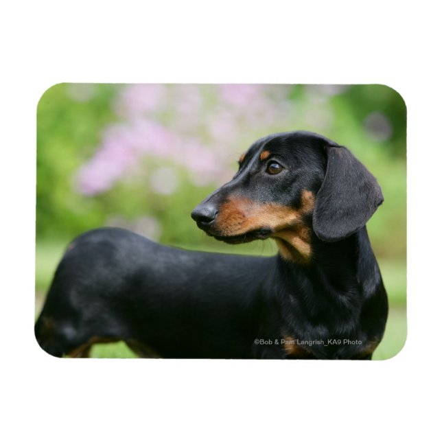 Íman Dachshund 2 para Mídia Negra (Horizontal)