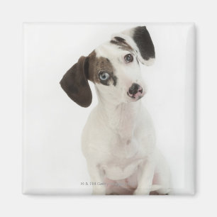 Íman Dachshund/Chihuahua