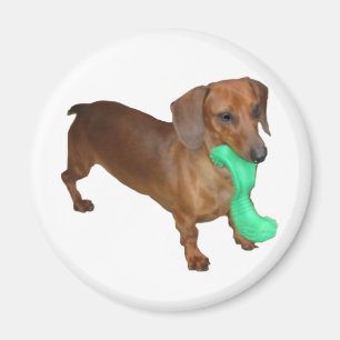 Íman Dachshund diminuto