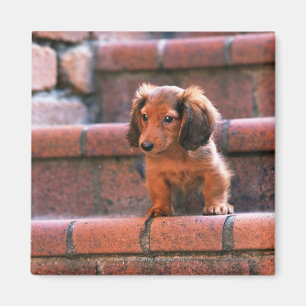 Íman Dachshund diminuto
