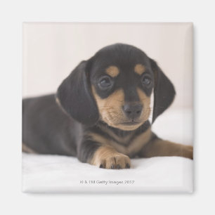 Íman Dachshund diminuto