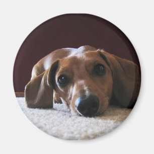 Íman Dachshund diminuto