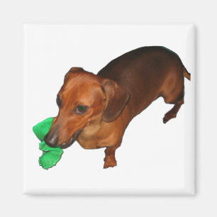 Íman Dachshund diminuto