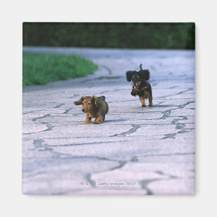 Íman Dachshund diminuto 3