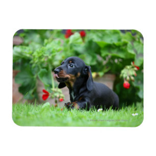 Íman Dachshund diminuto Liso-de cabelo 1