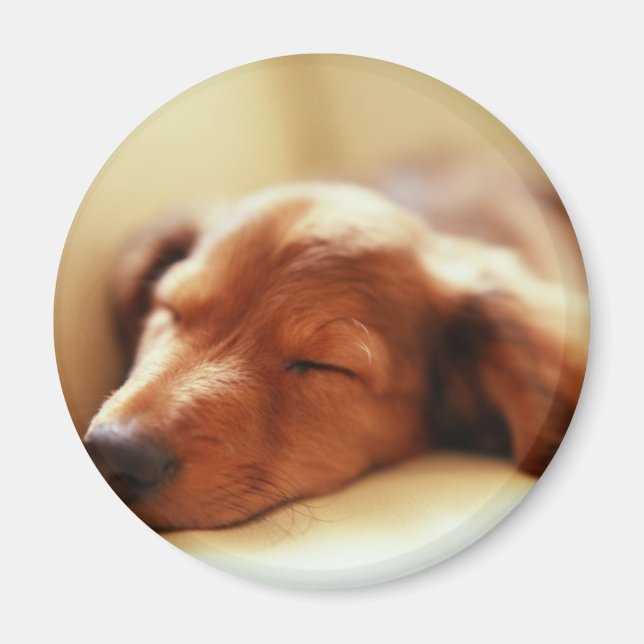 Íman Dachshund dormindo (Frente)