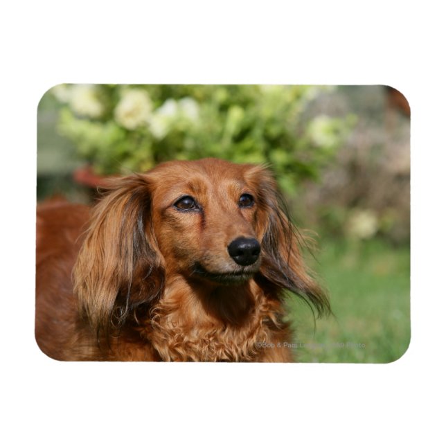 Íman Dachshund, Miniatura Vermelha de Cabelo Longo (Horizontal)