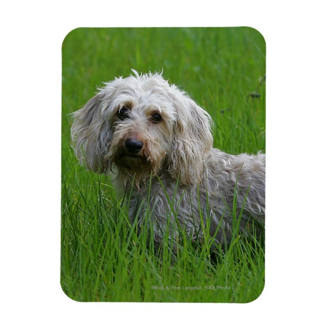 Íman Dachshund Padrão de Cabelo Fio em Grass (Vertical)