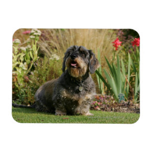 Íman Dachshund padrão Fio-de cabelo