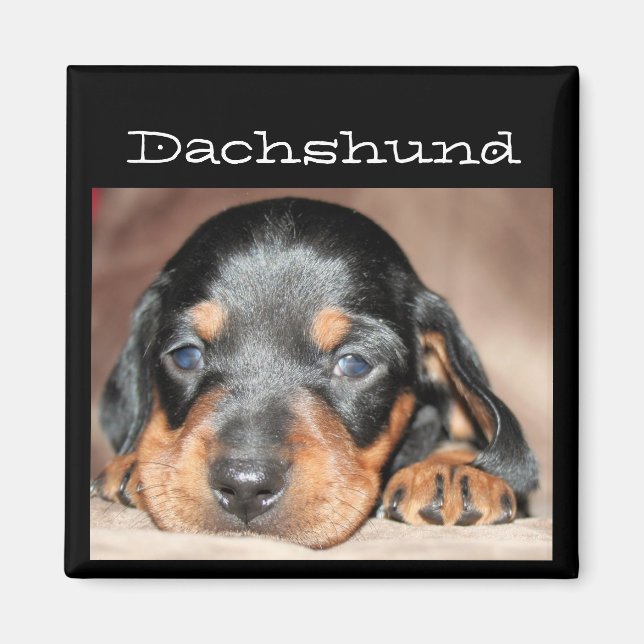 Íman Dachshund Puppy (Frente)