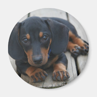 Íman Dachshund Puppy Black