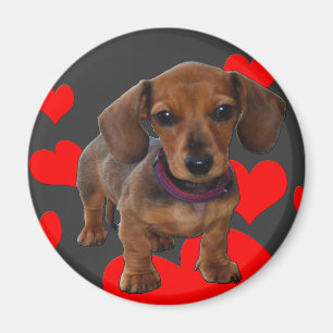 Íman DACHSHUND Puppy com Corações