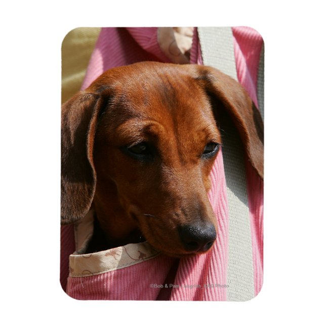 Íman Dachshund Puppy, Miniatura De Cabelo Suave (Vertical)