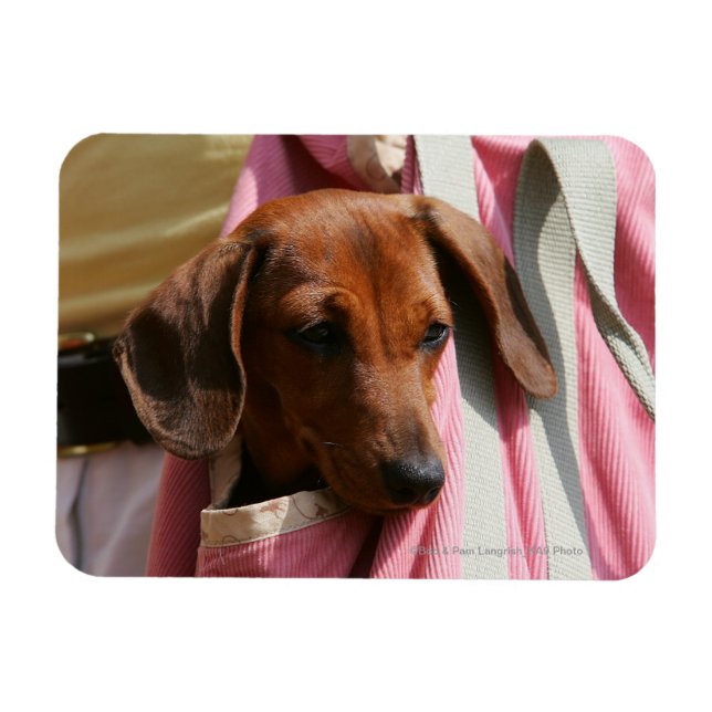 Íman Dachshund Puppy, Miniatura De Cabelo Suave (Horizontal)