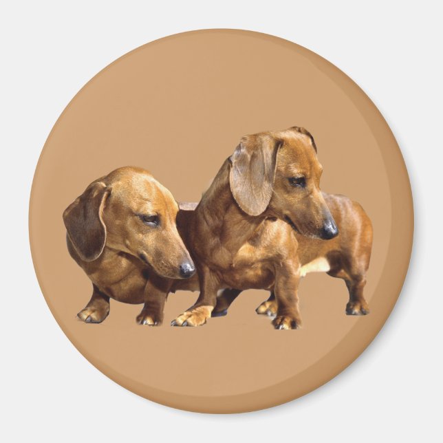 Íman Dachshund Smoothies Magnet (Frente)