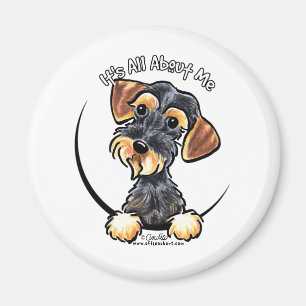 Íman Dachshund Wirehaired do javali seu toda