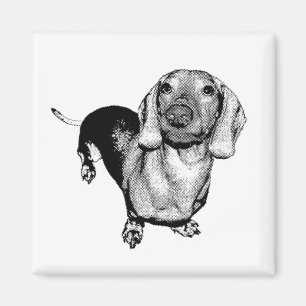 Íman Dachsund preto e branco de intervalo mínimo Doxie