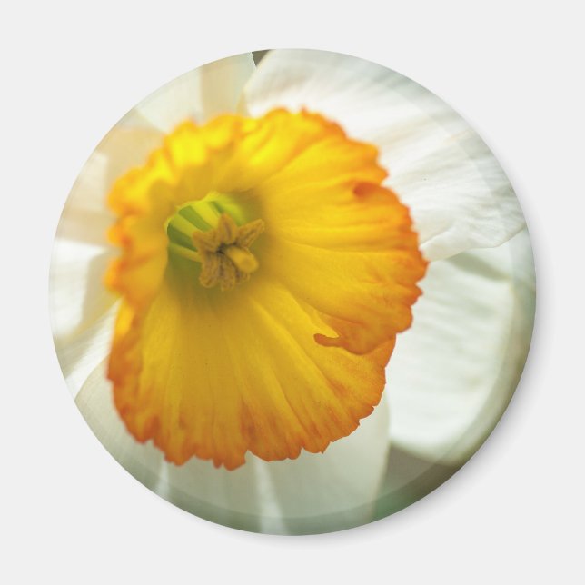 Íman Daffodil (Frente)